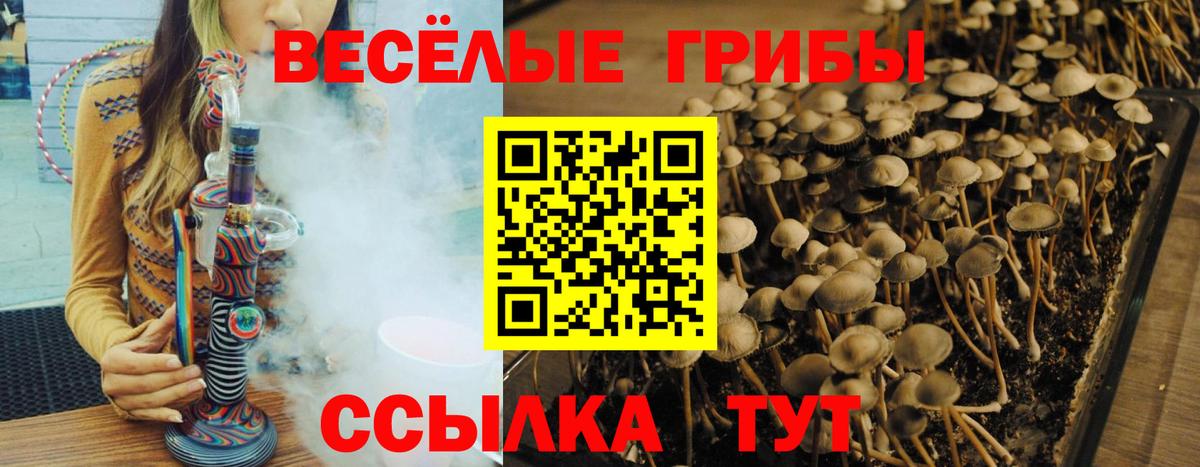 Галлюциногенные грибы прущие грибы  Вход с VPN  Киржач  Галлюциногенные грибы мицелий 
